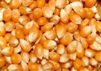 فروش مستقیم نهاده دامی و طیور