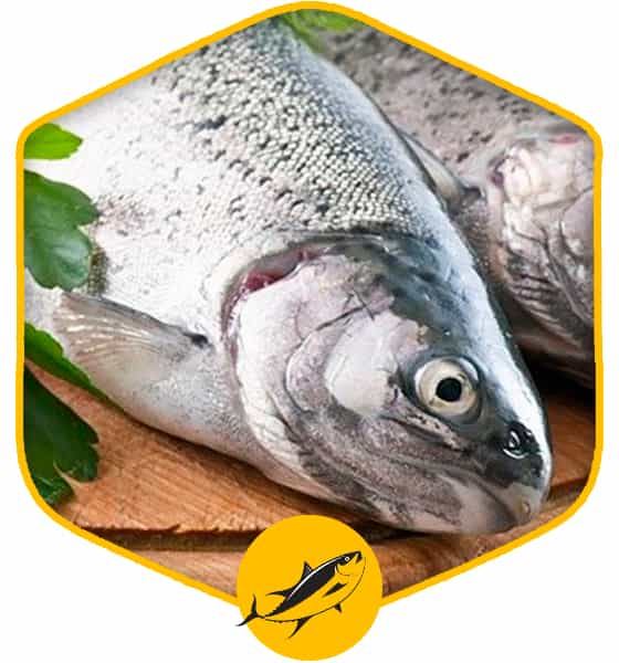 ماهی سرای قربانی