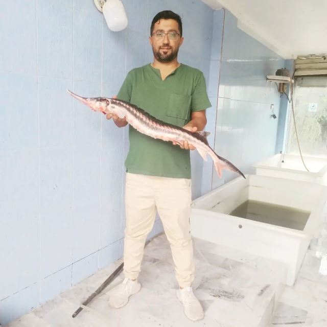 ماهی سرای قربانی 