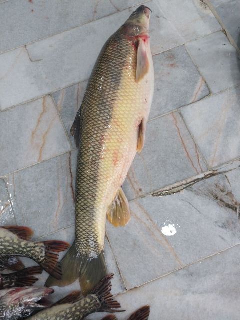 ماهی سرای قربانی 