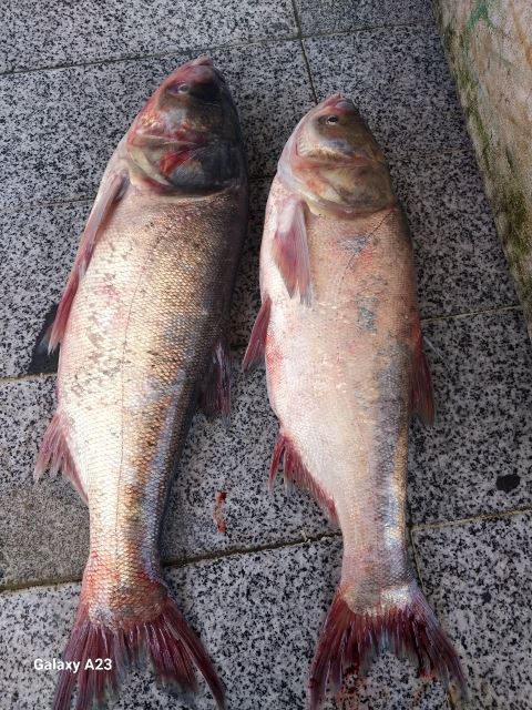 ماهی سرای قربانی 