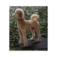 گرومینگ پت , دکتر مهران ولدان