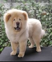 گرومینگ پت , دکتر مهران ولدان