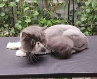 گرومینگ پت , دکتر مهران ولدان