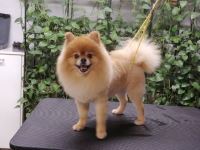 گرومینگ پت , دکتر مهران ولدان