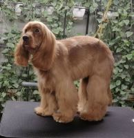 گرومینگ پت , دکتر مهران ولدان