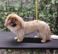 گرومینگ پت , دکتر مهران ولدان