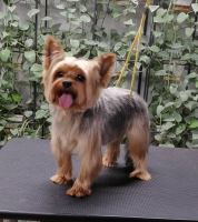 گرومینگ پت , دکتر مهران ولدان