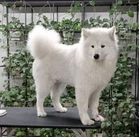 گرومینگ پت , دکتر مهران ولدان