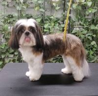 گرومینگ پت , دکتر مهران ولدان