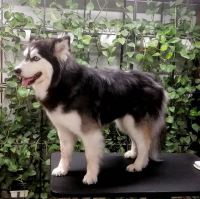 گرومینگ پت , دکتر مهران ولدان