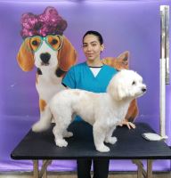 گرومینگ پت , دکتر مهران ولدان