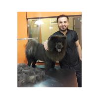 گرومینگ پت , دکتر مهران ولدان