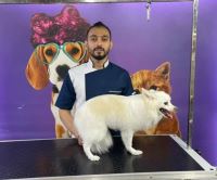 گرومینگ پت , دکتر مهران ولدان