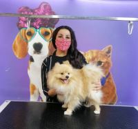 گرومینگ پت , دکتر مهران ولدان