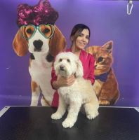 گرومینگ پت , دکتر مهران ولدان