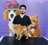 گرومینگ پت , دکتر مهران ولدان