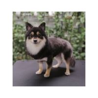 گرومینگ پت , دکتر مهران ولدان