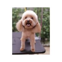 گرومینگ پت , دکتر مهران ولدان