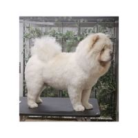 گرومینگ پت , دکتر مهران ولدان