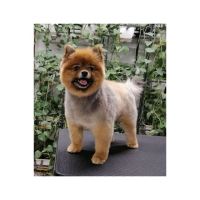 گرومینگ پت , دکتر مهران ولدان