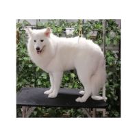 گرومینگ پت , دکتر مهران ولدان