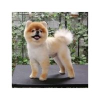 گرومینگ پت , دکتر مهران ولدان