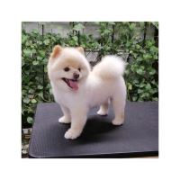 گرومینگ پت , دکتر مهران ولدان