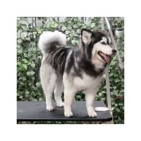 گرومینگ پت , دکتر مهران ولدان