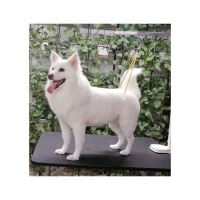 گرومینگ پت , دکتر مهران ولدان