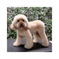 گرومینگ پت , دکتر مهران ولدان