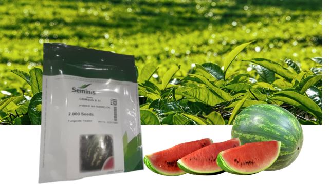 خرید بذر در شیراز 