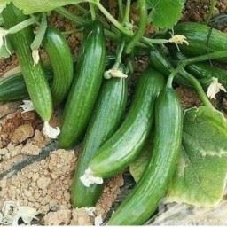 خرید بذر در شیراز 