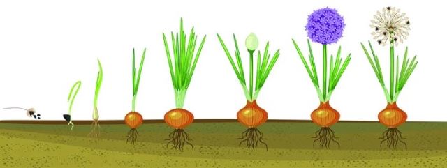 خرید بذر در شیراز 