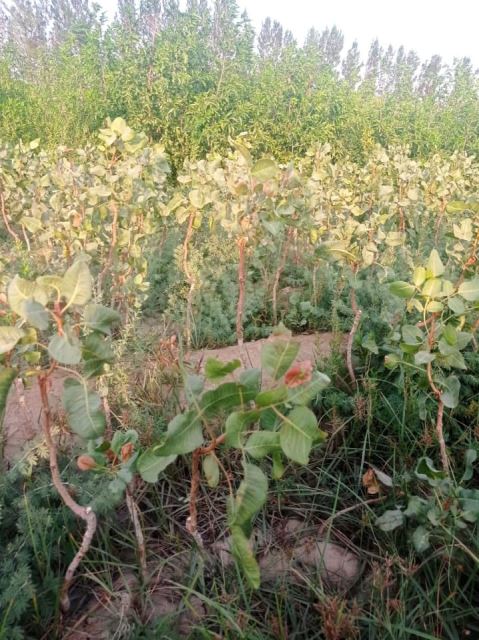 نهال پسته در مهریز یزد