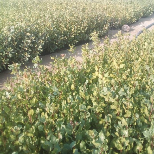 نهال پسته در مهریز یزد