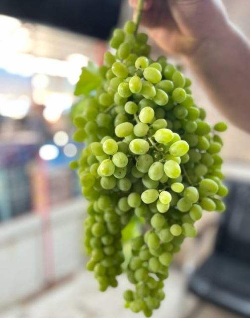 میوه مارکت شهریار