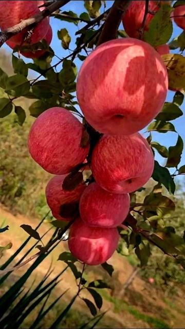 پخش عمده میوه مجلسی تهران 