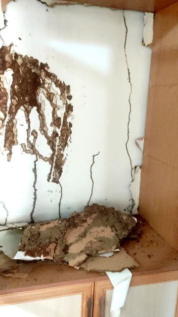 شرکت سم پاشی نگین شهر 