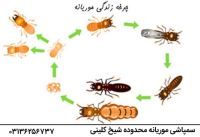 سم پاشی موریانه