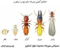 سم پاشی موریانه