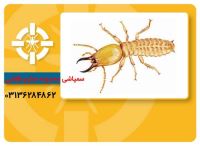 سمپاشی موریانه