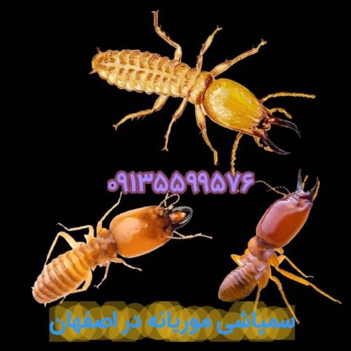 سم پاشی اداره جات