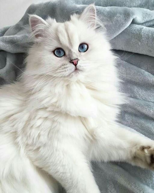 فروش گربه نژاد دار