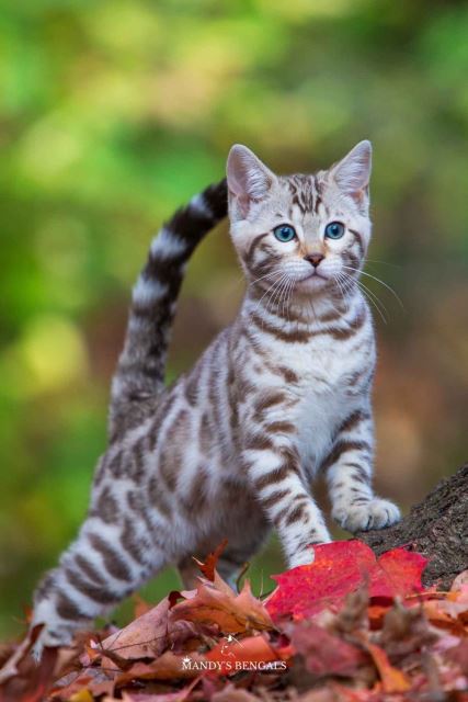 فروش گربه نژاد دار