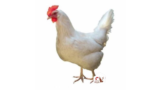خوراک طیور خانگی