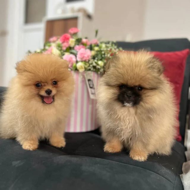 خرید پامرانین خرسی 