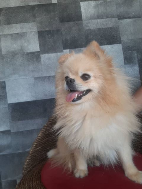 خرید پامرانین خرسی 