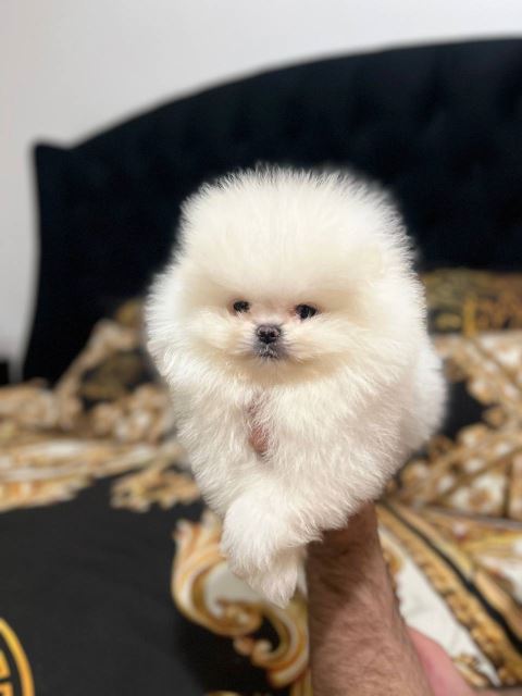 خرید پامرانین خرسی 