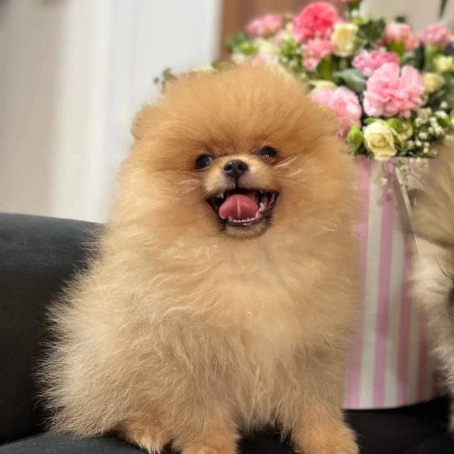 خرید پامرانین خرسی 